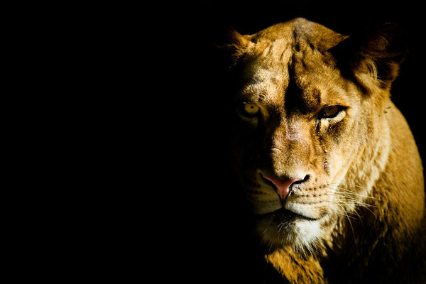 Львица от темноте