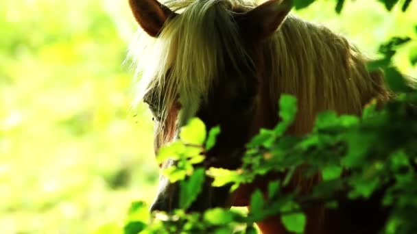 Haflinger caballo en el pasto — Vídeos de Stock