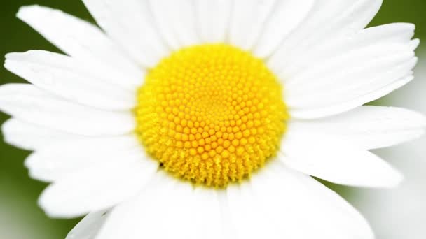 marguerite dans le vent 