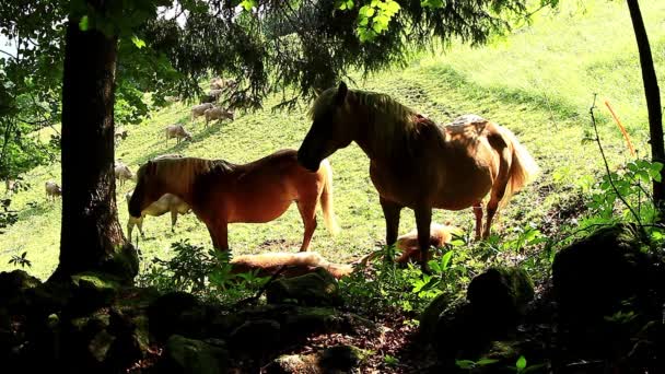 在牧场马 haflinger — 图库视频影像