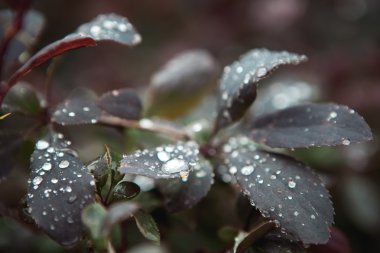 sonra yağmur damlacıkları çalılar üzerinde