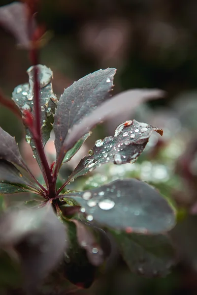 After the rain droplets on bushes — Stock Photo, Image