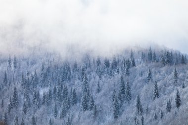 Kar köknar orman dağ yamacında