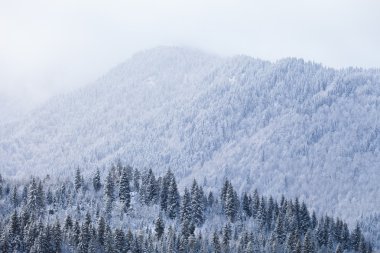 Kar köknar orman sis Dağı yamacında