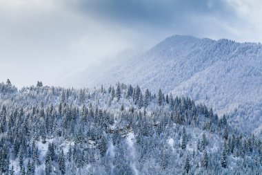 Kar köknar orman dağ yamacında