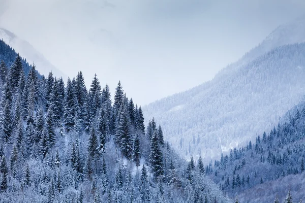 Valle de la Montaña con árboles de coníferas cubiertos de nieve —  Fotos de Stock