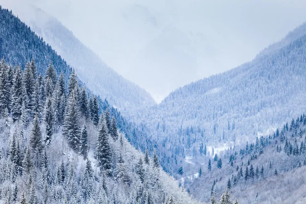 Valle di montagna con conifere coperte di neve — Foto Stock