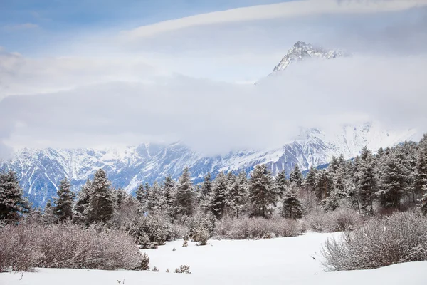 Lasu iglastego w śniegu u podnóża góry — Zdjęcie stockowe