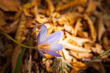 Dağ çiçeği safran içinde bir ışık ışını