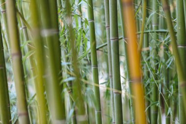 Bokeh ile bambu yakın çekim