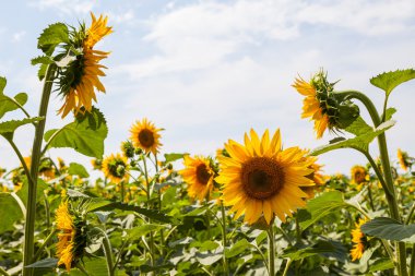 Gökyüzüne karşı açan ayçiçekleri