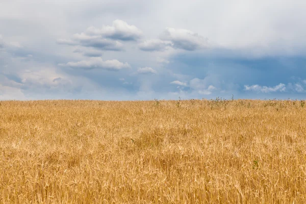 Barley field and a blue sky with clouds — Stock Photo, Image