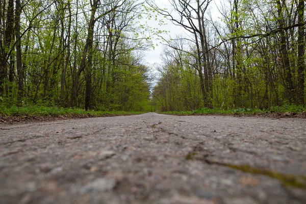 Asphalt road in the forest — Stock Photo, Image