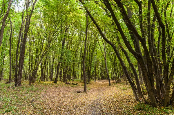 Feldweg im grünen Laubwald — Stockfoto