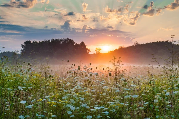 Blühendes Wiesengras im Nebel in der Morgendämmerung — Stockfoto