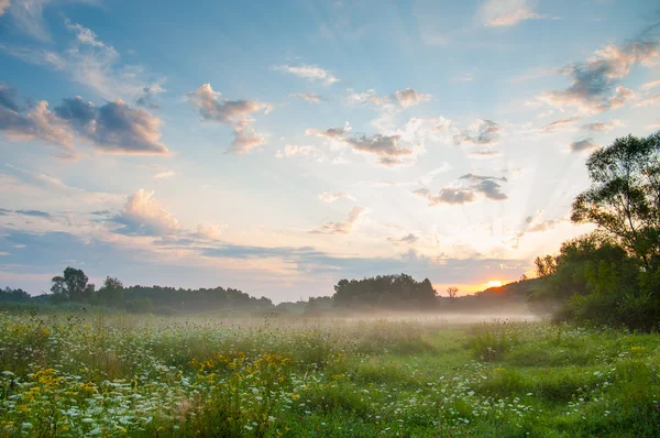 Hierba floreciente del prado en la niebla al amanecer —  Fotos de Stock