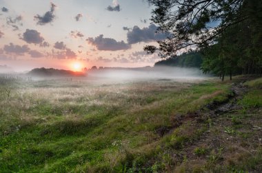 Yaz çayır üzerinde misty dawn
