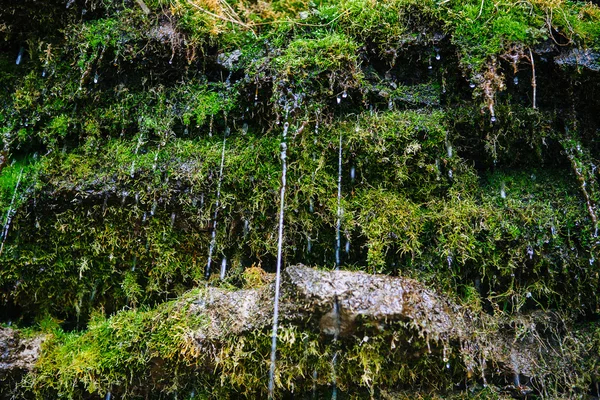 Mousse sur la roche avec des jets d'eau — Photo