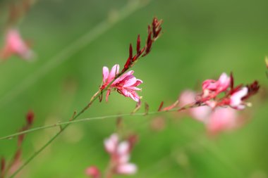 Pembe Kardinal çiçek 