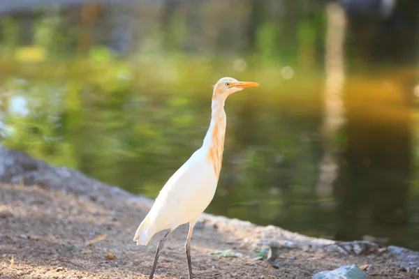 Snow white Egret — Stock Photo, Image