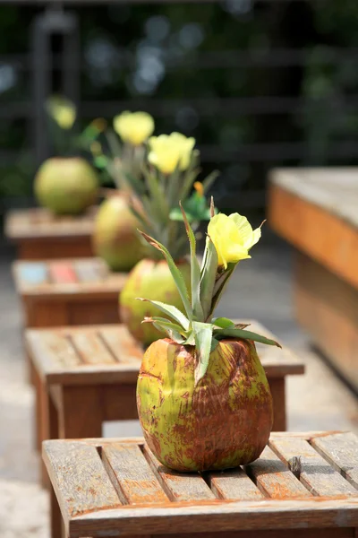 Coconut flower pots — Stock Photo, Image