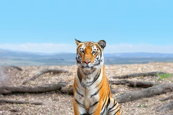 Stående bild av bengalisk tiger — Stockfoto