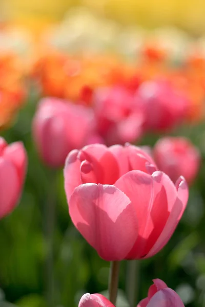 Bunte Tulpenblüten — Stockfoto