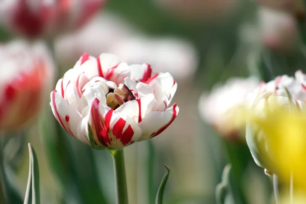 Flores de tulipán blanco y rosa — Foto de Stock