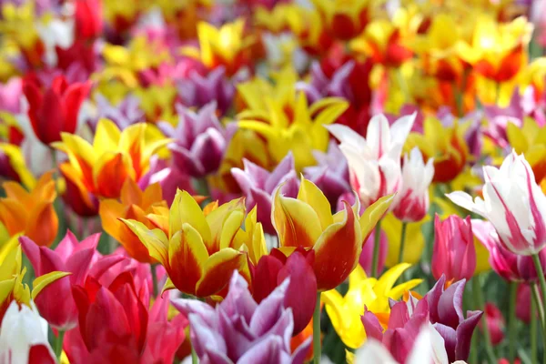 Helle bunte Tulpe Blume Hintergrund — Stockfoto