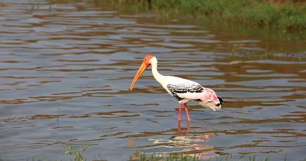 Painted stork bird in Kolleru lake,India — Stock Photo, Image