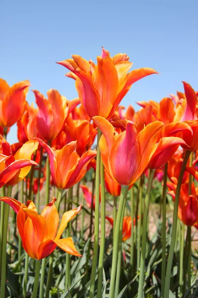 Tulipes de couleur orange et rouge — Photo