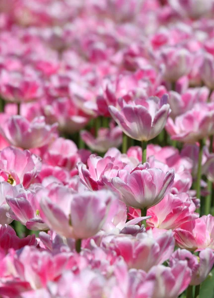 Cama de flores de tulipa rosa no jardim — Fotografia de Stock