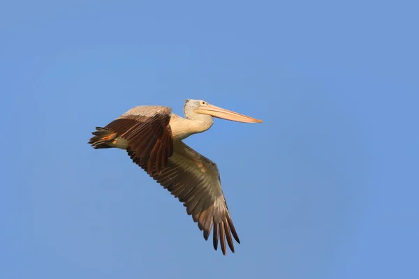 Latający ptak Pelican przeciw błękitne niebo — Zdjęcie stockowe