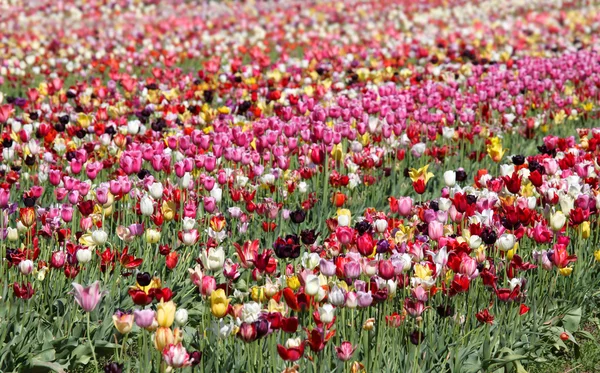 Coloridos tulipanes en campos de tulipanes en Holanda, Michigan — Foto de Stock