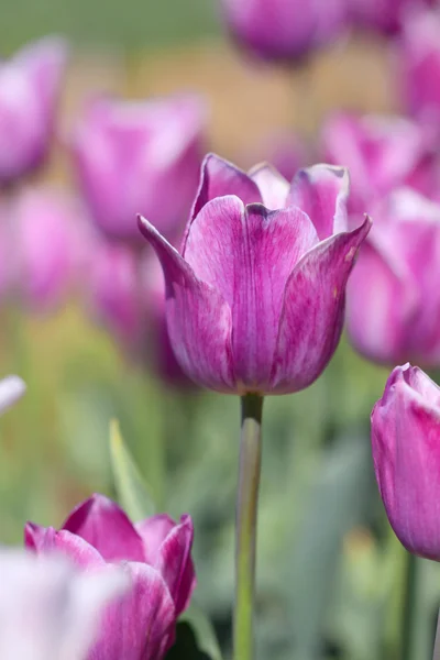 Color violeta flores de tulipán en el jardín — Foto de Stock