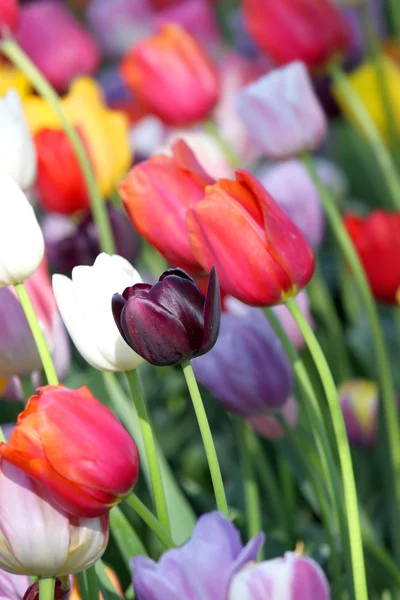 Tulpenblumen im Garten — Stockfoto