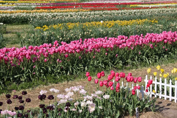 Tulip fields in Holland, Michigan
