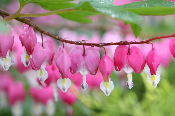 Bleeding heart flowers — Stock Photo, Image