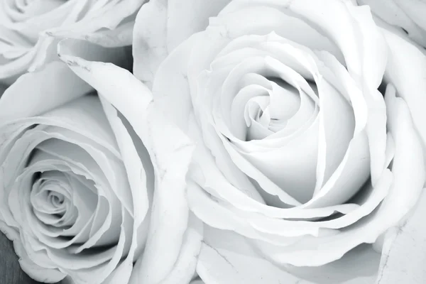 Two fresh white roses close up — Stock Photo, Image