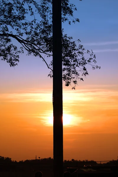 Jeden strom proti obloze na pozadí — Stock fotografie