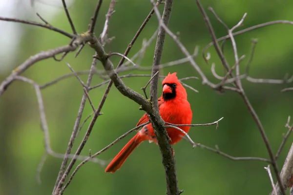 Όμορφο πουλί καρδινάλιος σχετικά με το δέντρο — Φωτογραφία Αρχείου
