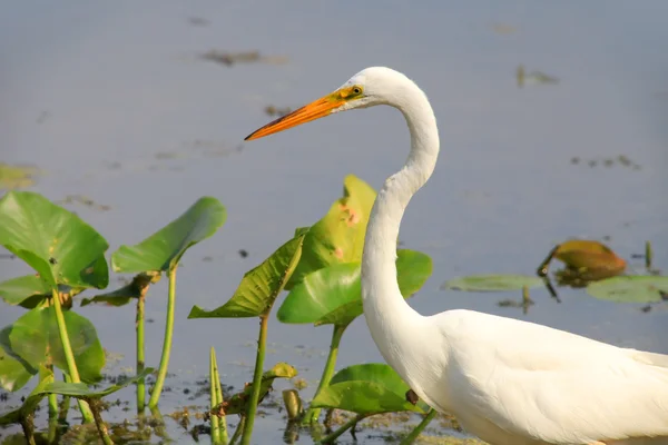 Egret bianco come la neve nel lago — Foto Stock