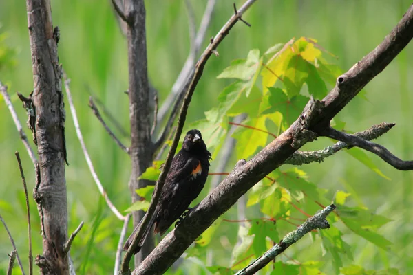 Společné vyskytuje ptáček na větvi stromu — Stock fotografie
