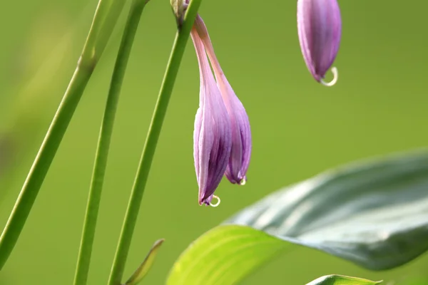 Close up shot of purple bell flowers — Stock Photo, Image