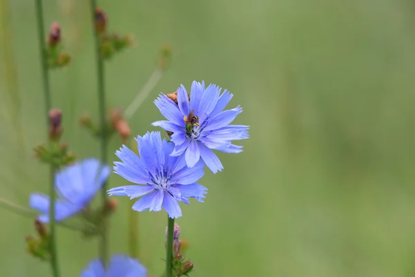 Cichorium intybus flor roxa — Fotografia de Stock