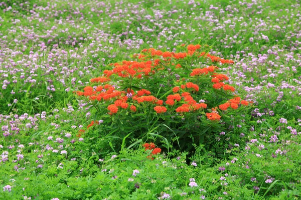 Vild blomma bush — Stockfoto