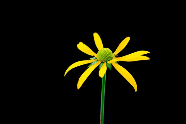 Siyah gözlü susan çiçek — Stok fotoğraf