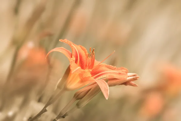 Turuncu Tiger Lily çiçek atış kapatın — Stok fotoğraf