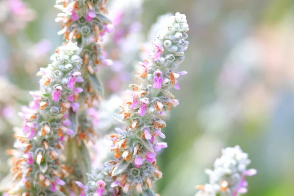 Nahaufnahme von roten Brennnesselblüten — Stockfoto