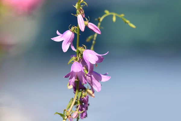 Cloche violette fleurs plan rapproché — Photo